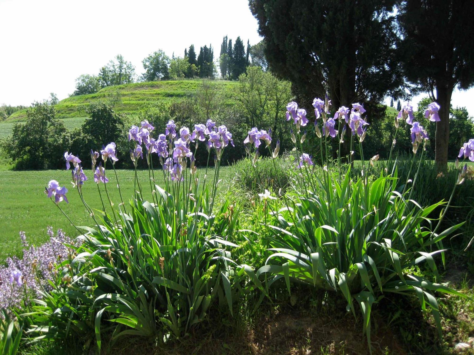 Agriturismo Il Caio Cetona Exterior foto