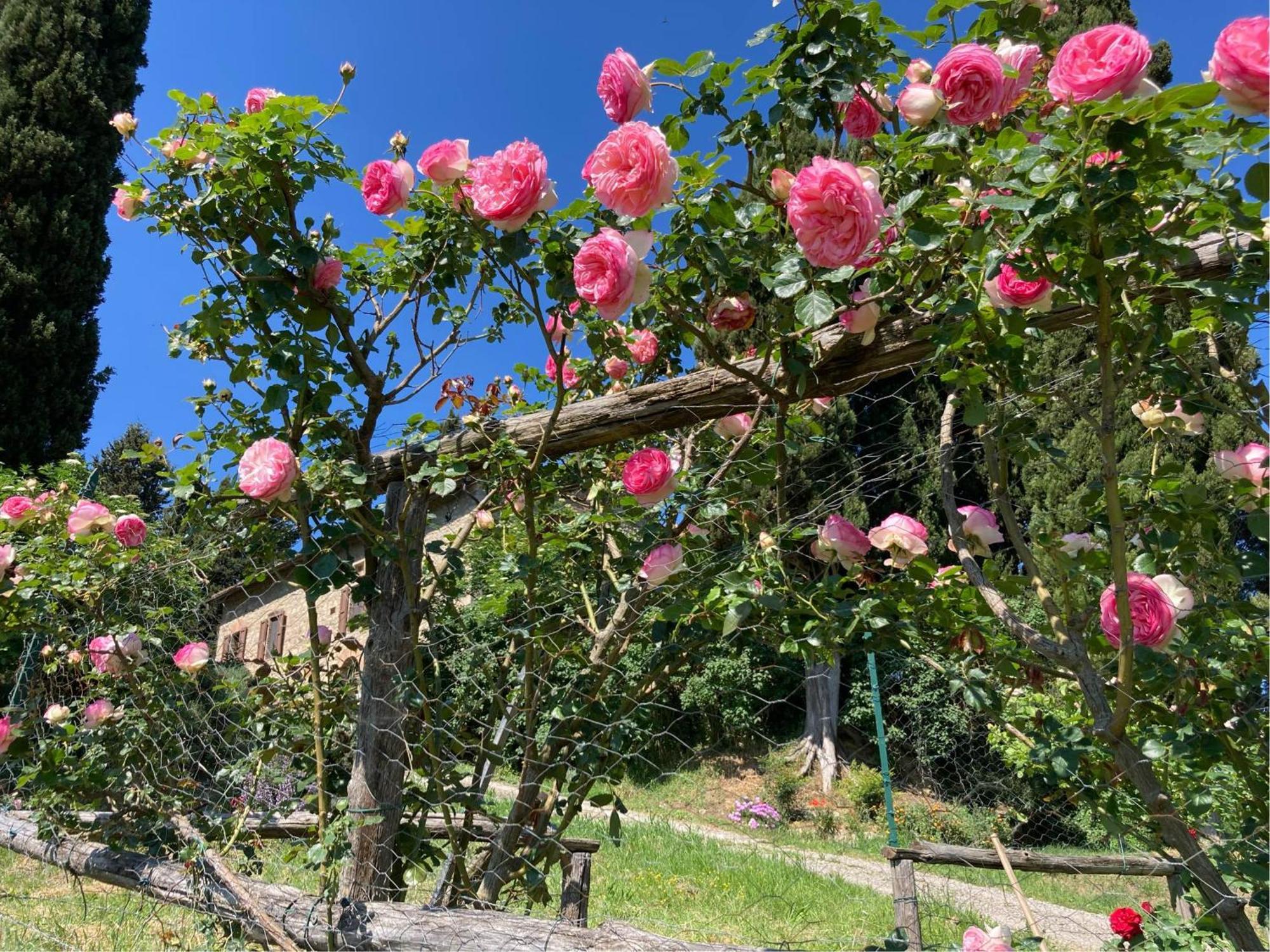 Agriturismo Il Caio Cetona Exterior foto